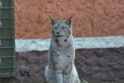Lynx - 2011