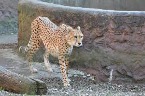 Guépard