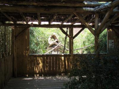 Ouistiti à pinceaux - Agouti - 2011