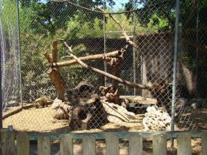 Coati roux