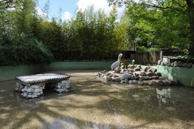 Pélican frisé - 2011