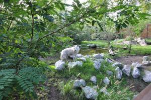 Loup arctique