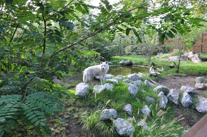 Loup arctique