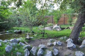 Loup arctique