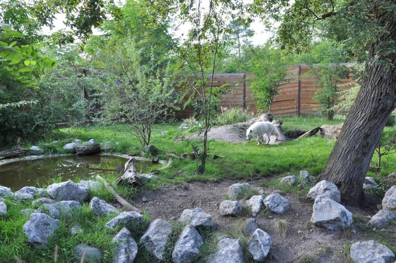 Loup arctique