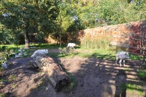 Loup arctique