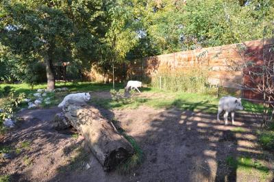 Loup arctique - 2011