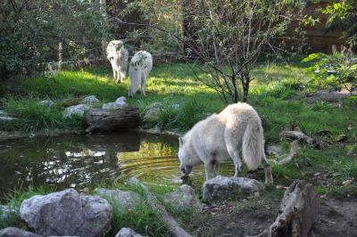 Loup arctique - 2011