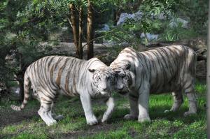Tigre blanc