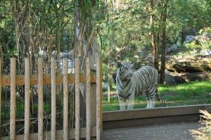 Tigre blanc