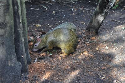 Agouti - 2011