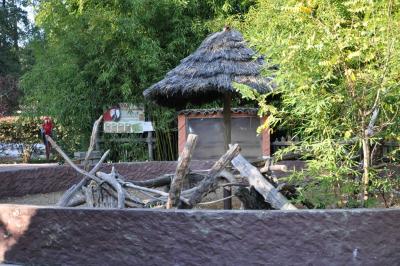 Ara chloroptère - 2011