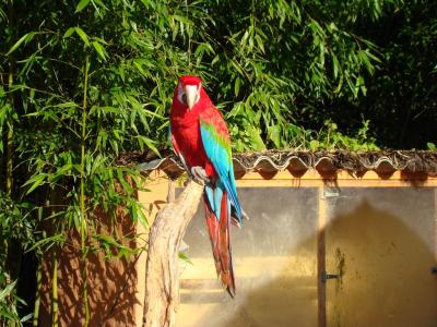 Ara chloroptère - 2011