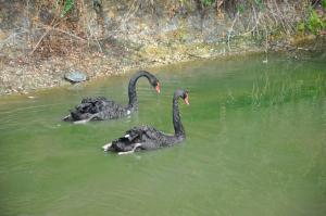 Cygne noir