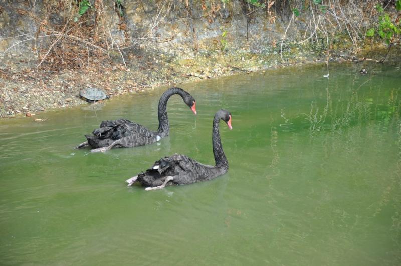 Cygne noir