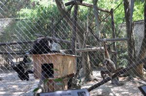 Gibbon lar