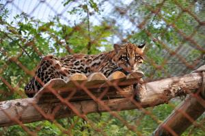 Ocelot