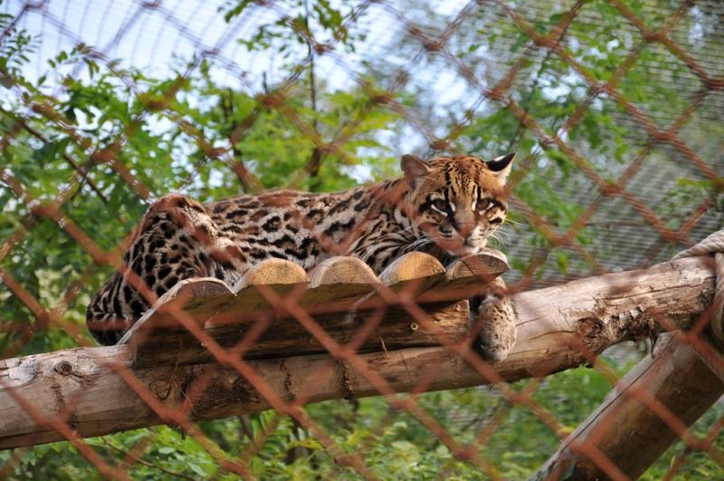 Ocelot