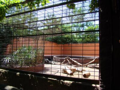 Ours à collier - 2011