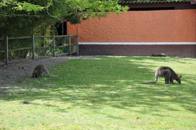 Wallaby de Bennett - Emeu - 2011