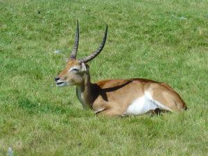 Cobe de Lechwe