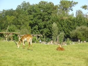 Cobe de Lechwe