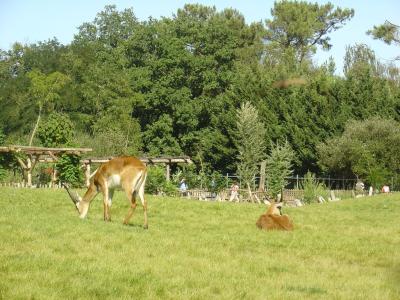 Cobe de Lechwe - 2011