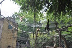 Gibbon lar
