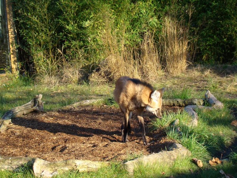 Loup à crinière