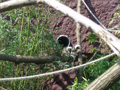 Tamarin pinché - 2011