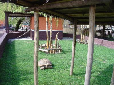 Tortue géante - 2011