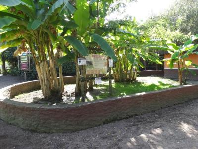 Tortue géante - 2011