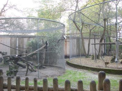 Vari noir et blanc - 2005