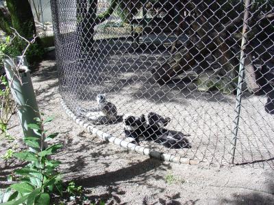 Vari noir et blanc - 2005