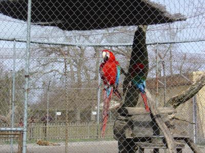 Ara chloroptère - 2005