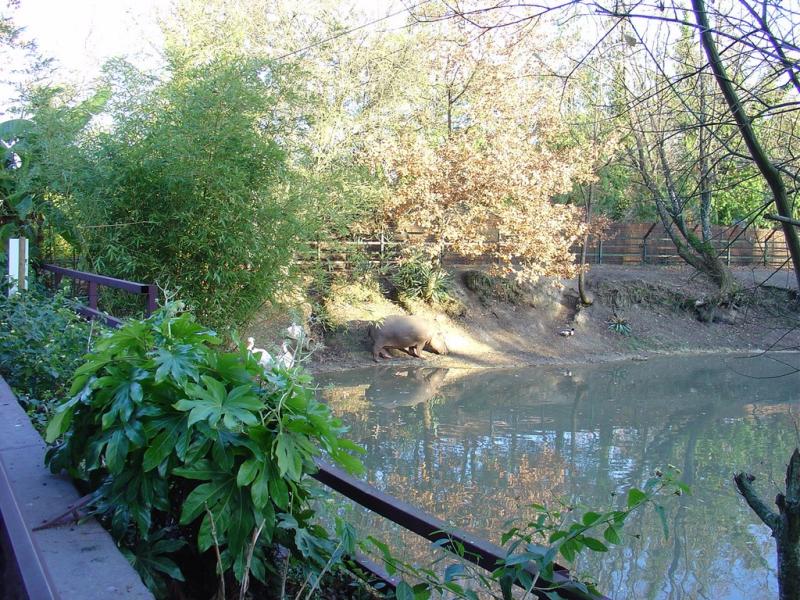 Hippopotame amphibie