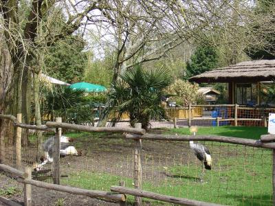 Grue couronnée - 2005