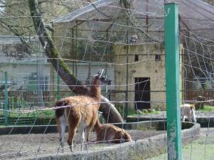 Guanaco