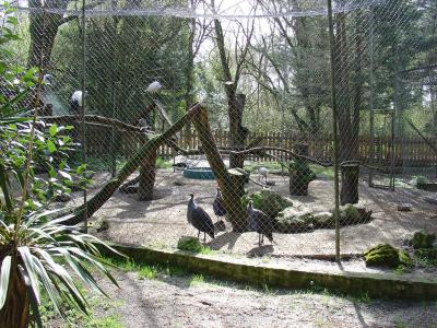 Pintade vulturine - 2005