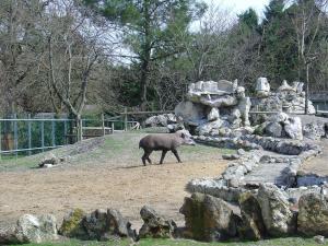 Tapir terrestre