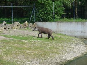 Tapir terrestre
