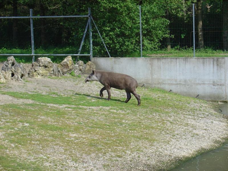 Tapir terrestre