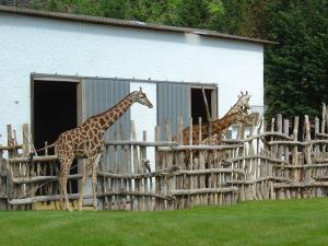 Girafe