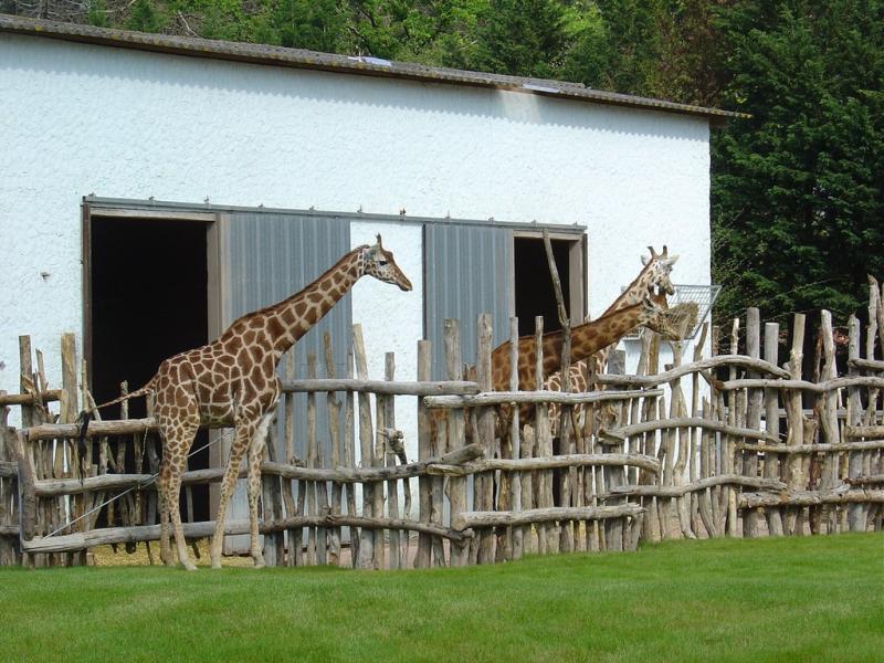 Girafe