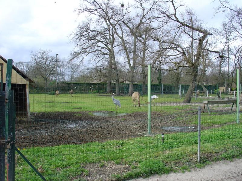 Nilgaut