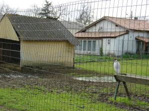 Nilgaut
