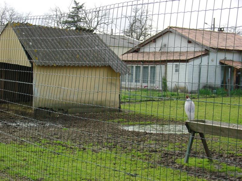 Nilgaut