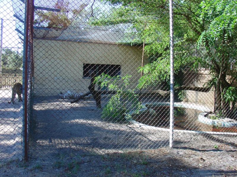 Tigre blanc