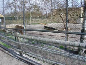 Tigre