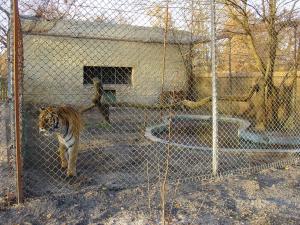 Tigre